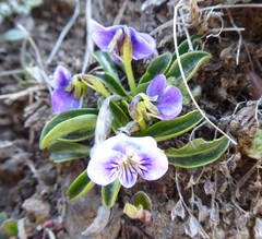 Viola kunawarensis