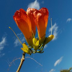 Fernandoa madagascariensis