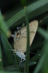 Electrostrymon denarius