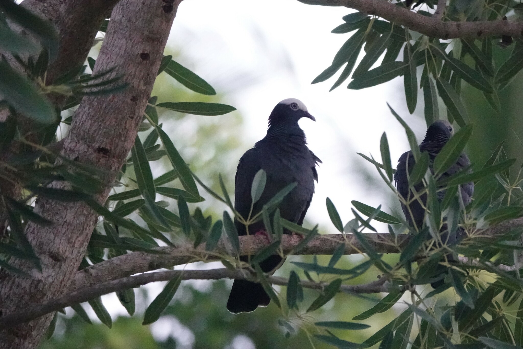 White-crowned Pigeon illustration