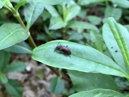 Hairy Darkling Beetle
