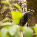 Hairy Woodpecker (Haida Gwaii) - Photo (c) Jason Headley, some rights reserved (CC BY-NC), uploaded by Jason Headley