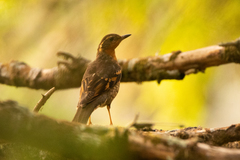 Ixoreus naevius carlottae