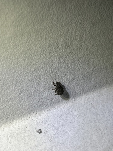 Crusted root weevil photo 2