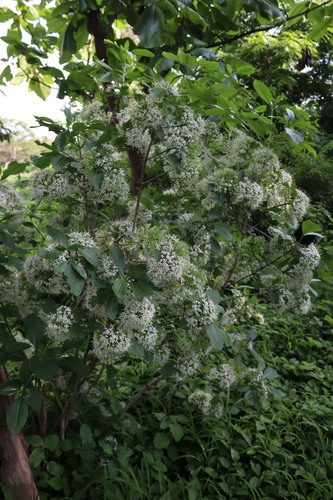 Image of Pavetta indica by (c) Vikas D Prasad, some rights reserved (CC BY-SA)