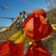 Fernandoa madagascariensis