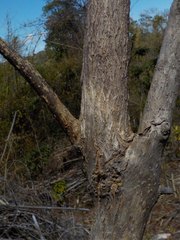 Fernandoa madagascariensis