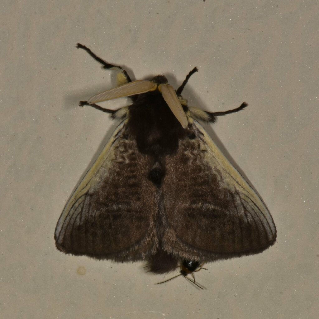 Podalia mallas