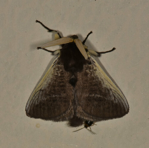 Podalia mallas