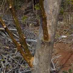 Fernandoa madagascariensis