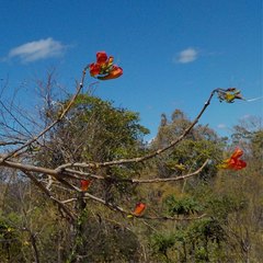 Fernandoa madagascariensis