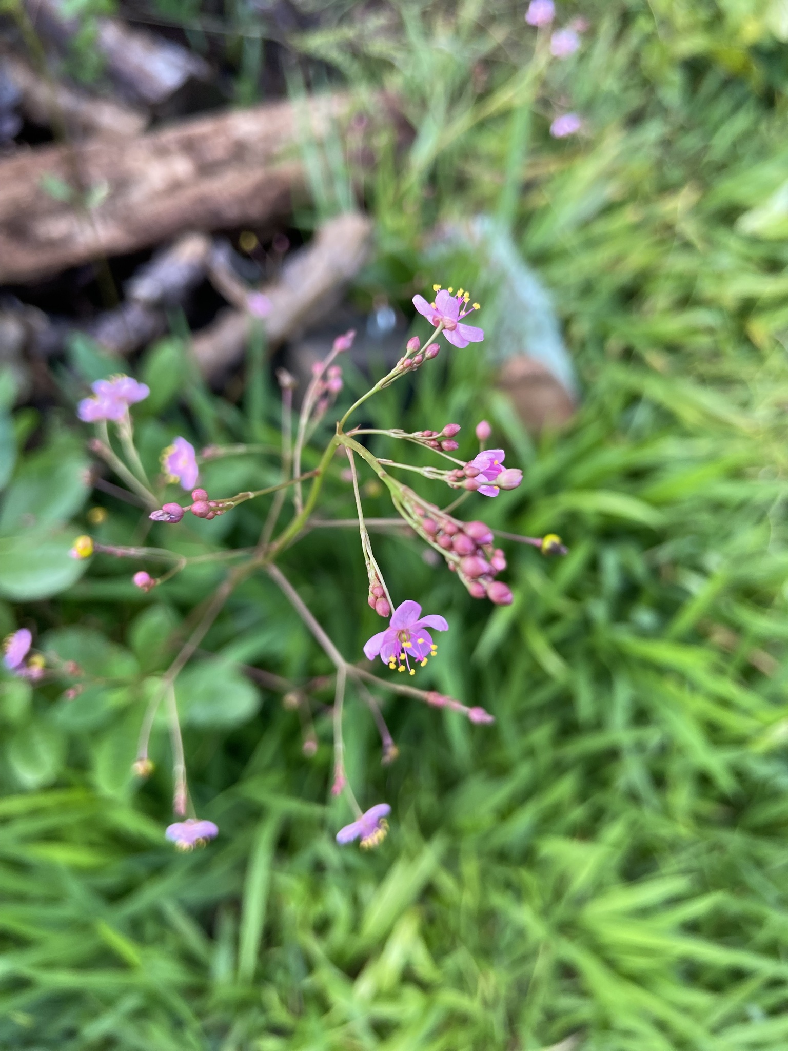 Talinum paniculatum