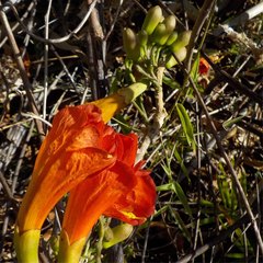 Fernandoa madagascariensis