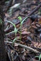 Pterostylis agathicola