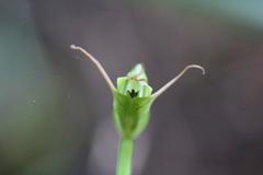 Pterostylis agathicola