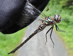 Somatochlora forcipata