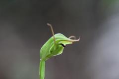 Pterostylis agathicola