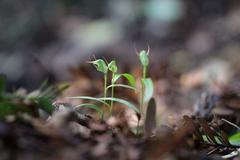Pterostylis agathicola