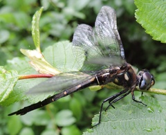Somatochlora forcipata