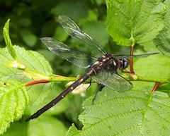 Somatochlora forcipata
