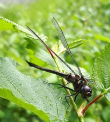 Somatochlora forcipata