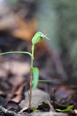 Pterostylis agathicola