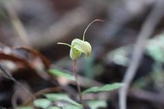 Pterostylis brumalis