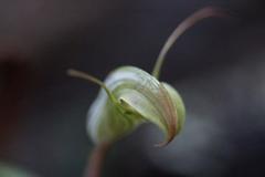 Pterostylis brumalis