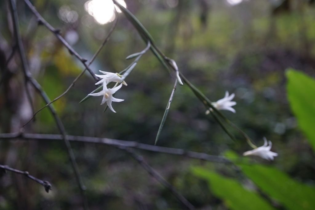 Dendrobium exile (Dendrobium exile)
