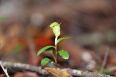 Pterostylis brumalis