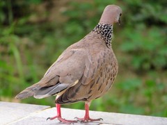 Streptopelia chinensis