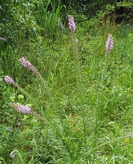 Liatris pycnostachya pycnostachya