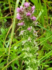 Liatris pycnostachya pycnostachya