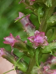 Liatris pycnostachya pycnostachya