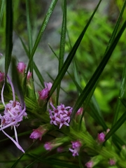 Liatris pycnostachya pycnostachya