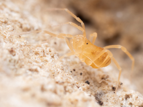 Bee Creek Cave Harvestman