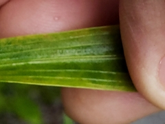 Liatris pycnostachya pycnostachya