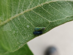 Graphocephala lugubris