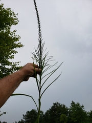 Liatris pycnostachya pycnostachya
