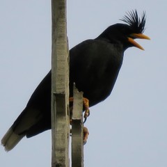 Acridotheres grandis