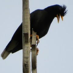 Acridotheres grandis