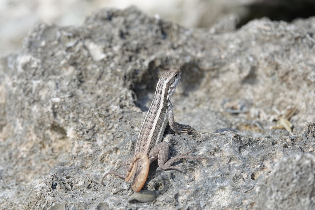 Santo Domingo Curlytail Lizard