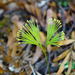 Schizaea dichotoma - Photo (c) jacqui-nz, algunos derechos reservados (CC BY-NC)