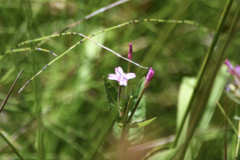 Epilobium ciliatum watsonii