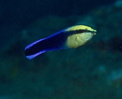 Labroides phthirophagus