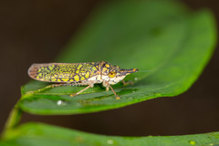 Ichthyobelus bellicosus