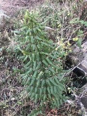Cheilanthes viridis viridis