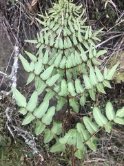 Cheilanthes viridis viridis