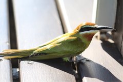 Merops superciliosus