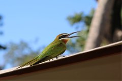 Merops superciliosus